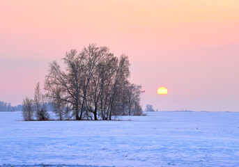 Sunset over a winter field. Snow drifts, bare trees, the sun on the rose sky