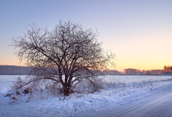 Field on a winter morning. A bare tree among drifts of blue snow, clear sky at dawn