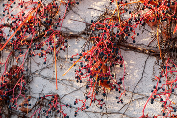blue grape at leafless red stems of a climbing vine