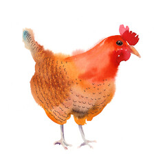 Chicken, bright watercolor illustration. Hand-drawn raster illustration.