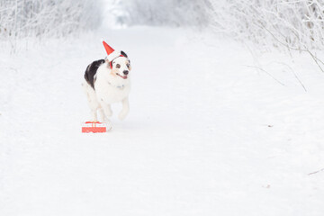 Australian shepherd in Santa hat runing in winter forest. With Christmas gift.