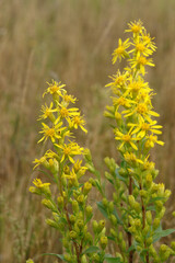 Yellow flowers of Solidago virgaurea (European goldenrod or woundwort) in the field at late summer, close-up