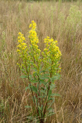 Yellow flowers of Solidago virgaurea (European goldenrod or woundwort) in the field at late summer