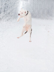  American bulldog jumping in winter forest. Flying.