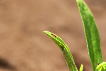 a little ant sitting on a green leaf