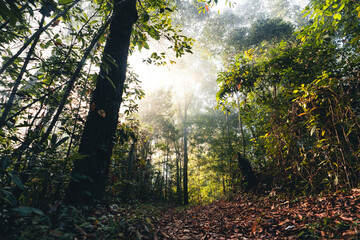 In the morning forest Sunshine and trees in the forest