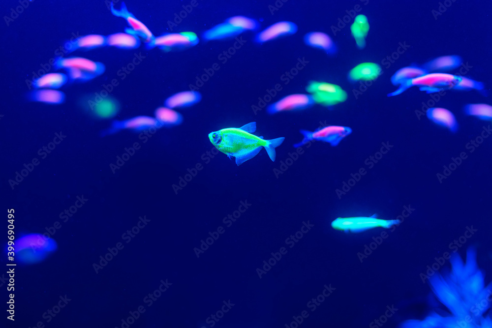 Wall mural Neon glow fish color freshwater aquarium. Underwater world fish Aquarium in the neon light. Blurry background. Selective Focus