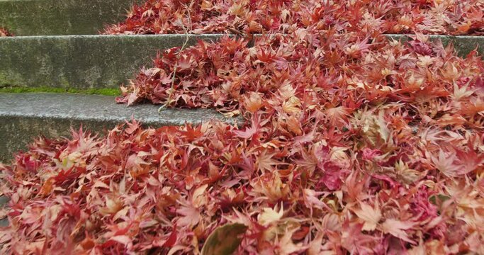 楓の葉。神田神社(香川県観音寺市豊浜町) maple leaves in Kanda shrine, Toyohama, Kanonji, Kagawa, Japan
