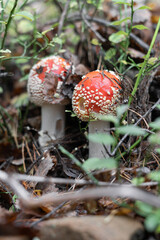 close-up of two amanita mushrooms in the forest.