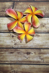 Pink and yellow frangipani flowers on a wooden background