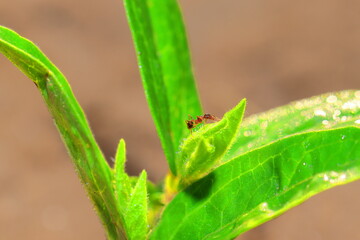 little ants sitting on green pulse