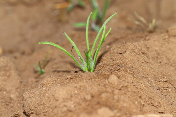 Isabgol's crop or plant growing in the fields