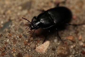 Macro shot of a black beetle