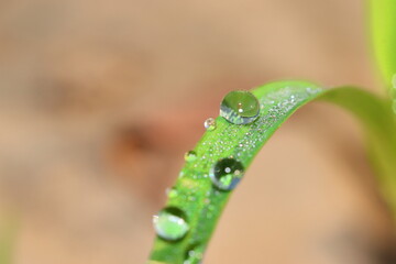 Drops of dew water collected on the green leaves of maize