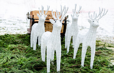 Scene with wooden sleigh pulled by white reindeer during winter