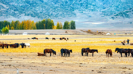 Obraz premium herd of horses