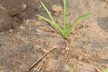 PSYLLIUM s green plant growing