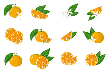 Set of illustrations with calamondin exotic citrus fruits, flowers and leaves isolated on a white background.