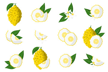 Set of illustrations with citron exotic citrus fruits, flowers and leaves isolated on a white background.