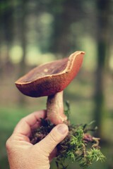 Frauenhand zeigt Hexenröhrling mit Waldhintergrund