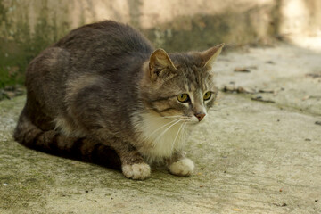 Gray cat lay on his paws and prepared to jump.