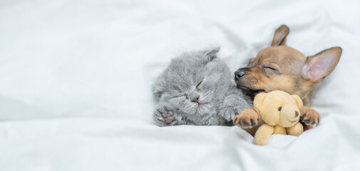 Kitten and toy terrier puppy sleep together with toy bear under a white blanket on a bed at home....