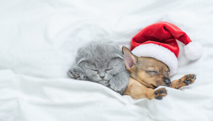 Fototapeta na wymiar Toy terrier puppy wearing red santa's hat and gray kitten sleep together under a white blanket on a bed at home. Top down view. Empty space for text
