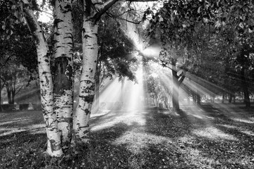 Summer black and white landscape with sun and birch in the park.