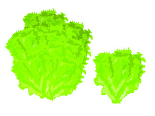 Green salad leaf isolated on white