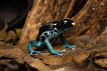 Closeup of a dyeing poison dart frog 
