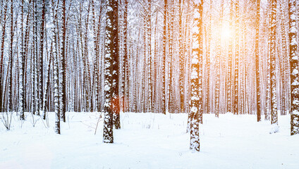 Sunbeams streaking through pine trunks in a winter pine forest after a snowfall at sunrise.
