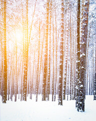 Sunbeams streaking through pine trunks in a winter pine forest after a snowfall at sunrise.