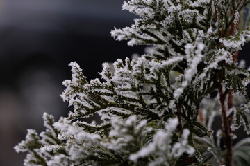 Frost on tree branches in a city Park