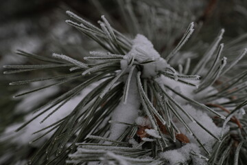 Frost on tree branches in a city Park