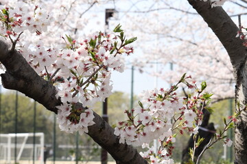 桜