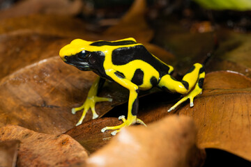 Closeup of a dyeing poison dart frog 
