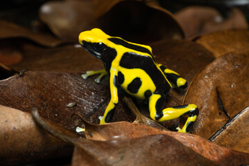 Closeup of a dyeing poison dart frog 