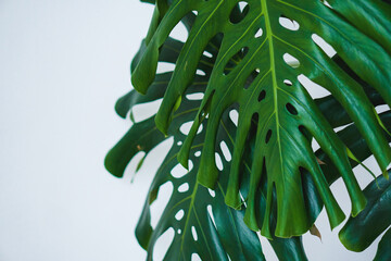 Monstera green big leaves on white background
