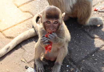 Young monkey eating fruit sitting beside his mother