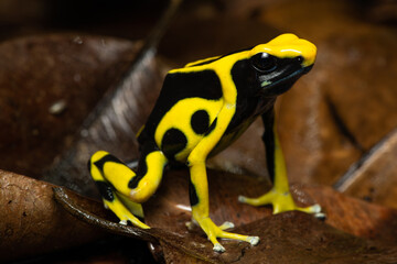 Closeup of a dyeing poison dart frog 