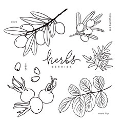 Healing herbs buckthorn, sagebrush, olive vector elements set