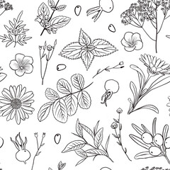 Healing herbs vector seamless pattern background