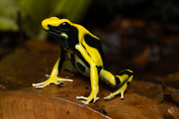 Closeup of a dyeing poison dart frog 