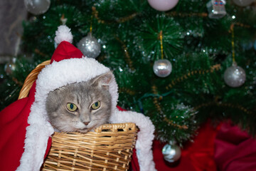 Funny playful gray cat with green eyes of the British breed in a Santa Claus costume and hat under the Christmas tree in a basket: a place for text, merry Christmas!