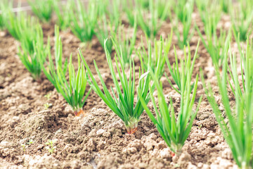 Beds with young onions, rows of green onions. Spring garden plants