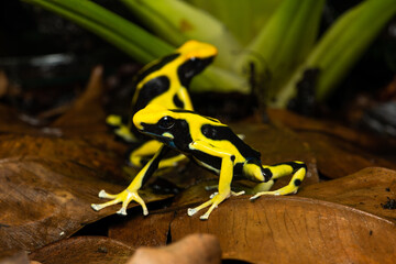 Closeup of a pair of dyeing poison dart frogs 