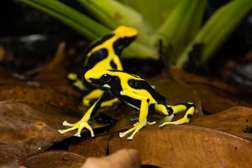 Foto op Plexiglas Closeup of a pair of dyeing poison dart frogs "Regina" sitting on leaf litter © Thorsten Spoerlein