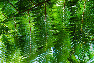 exotic leaves texture, nature background