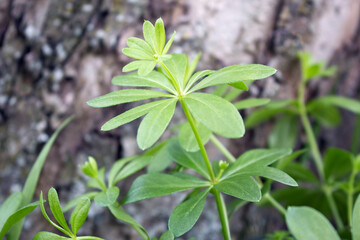 
Wild woodruff