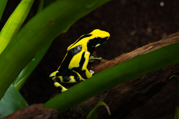 Closeup of a dyeing poison dart frog 